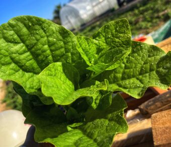 Mồng tơi hữu cơ