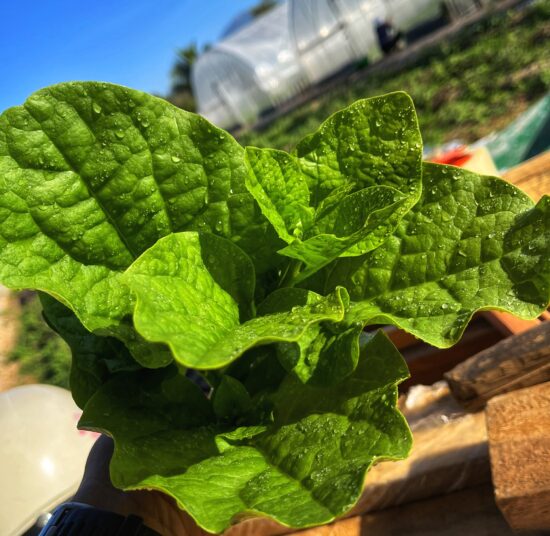 Mồng tơi hữu cơ