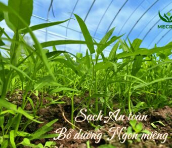 Rau muống hữu cơ