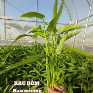 Rau muống hữu cơ