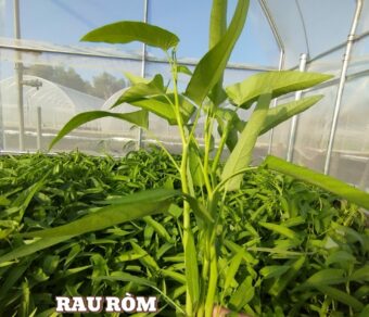 Rau muống hữu cơ