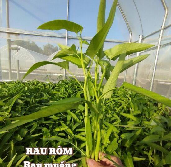 Rau muống hữu cơ