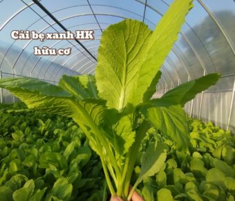 Cải bẹ xanh hữu cơ