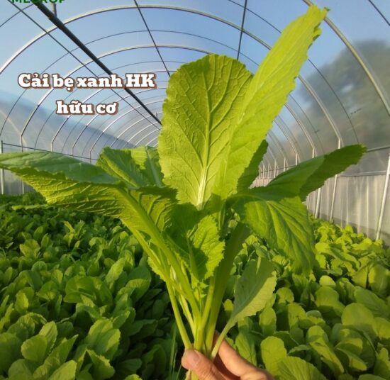 Cải bẹ xanh hữu cơ