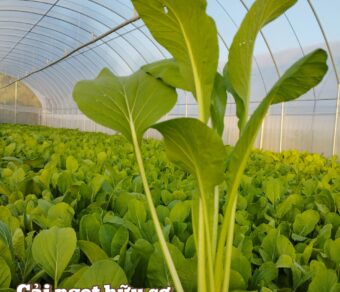 Cải ngọt hữu cơ