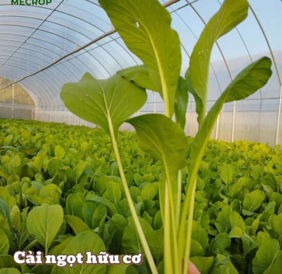 Cải ngọt hữu cơ