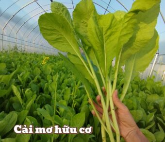 Cải mơ hữu cơ