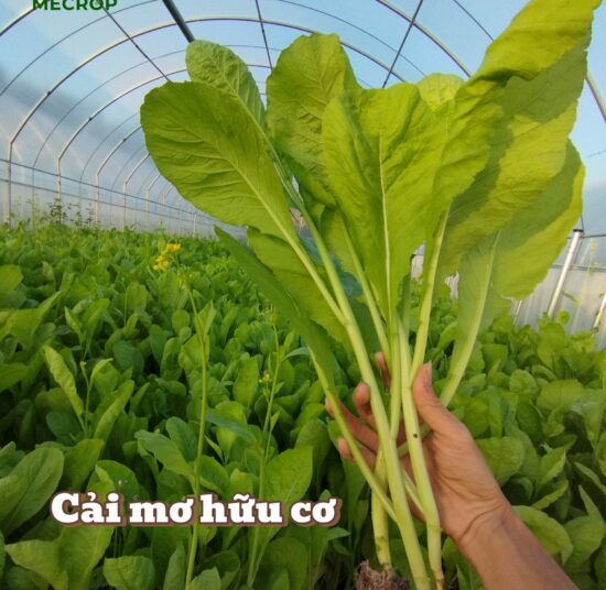 Cải mơ hữu cơ