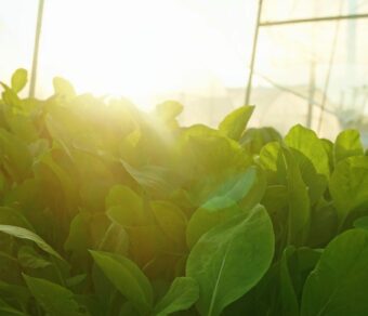 Cải ngọt hữu cơ