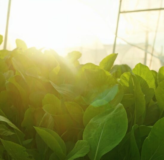 Cải ngọt hữu cơ