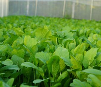 Cải ngọt hữu cơ