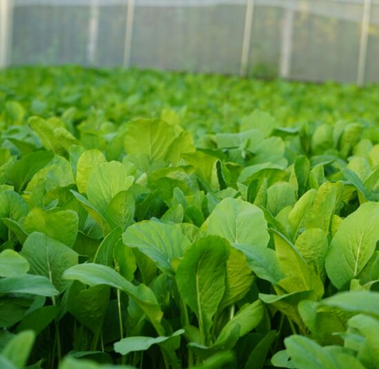 Cải ngọt hữu cơ