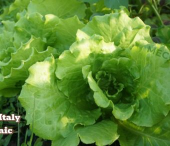 Xà lách Italy hữu cơ