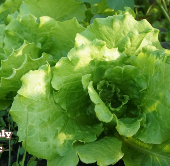 Xà lách Italy hữu cơ