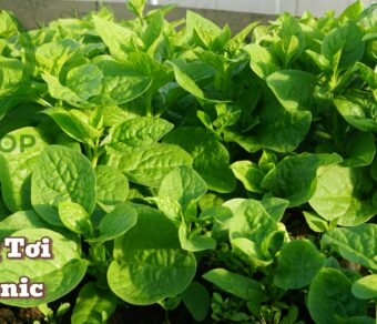 Mồng tơi hữu cơ