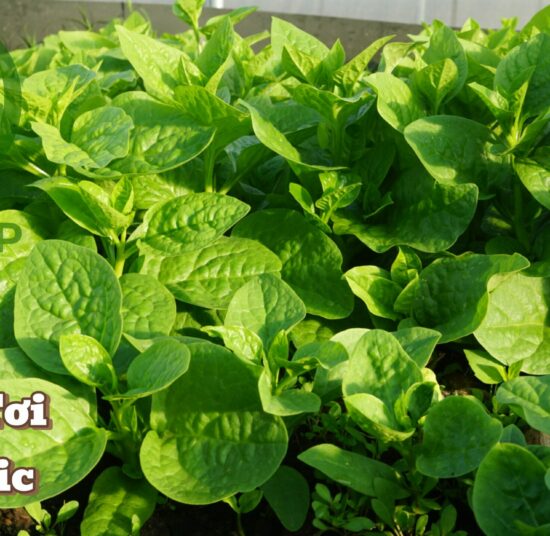 Mồng tơi hữu cơ