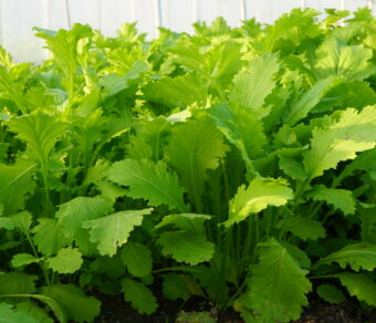 Cải mèo hữu cơ