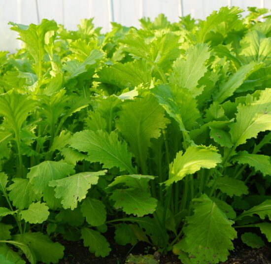 Cải mèo hữu cơ