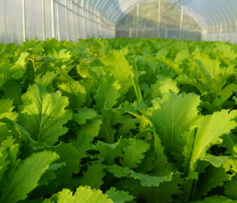 Cải mèo hữu cơ