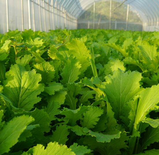 Cải mèo hữu cơ