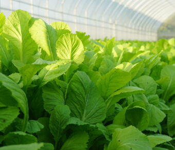 Cải bẹ xanh hữu cơ