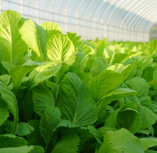 Cải bẹ xanh hữu cơ