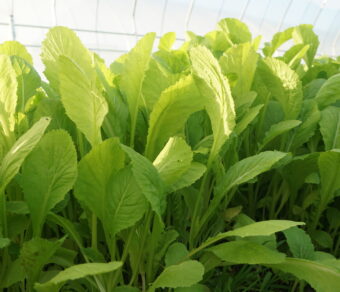 Cải bẹ xanh hữu cơ