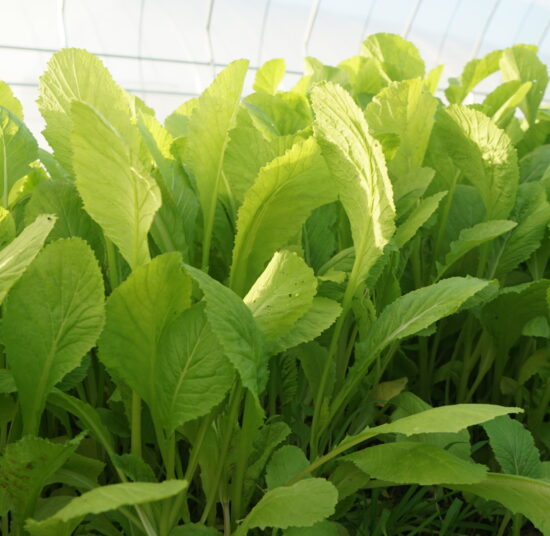 Cải bẹ xanh hữu cơ