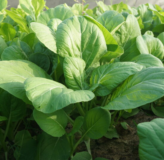 Cải ngồng hữu cơ
