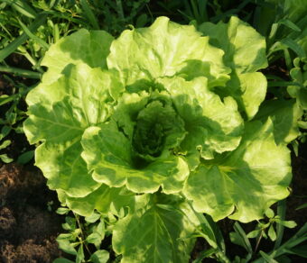 Xà lách Italy hữu cơ