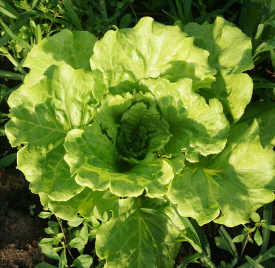 Xà lách Italy hữu cơ