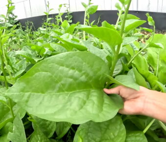 Mồng tơi hữu cơ