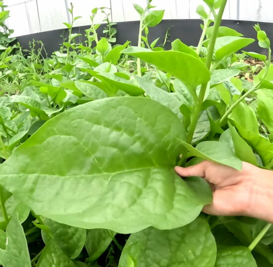 Mồng tơi hữu cơ