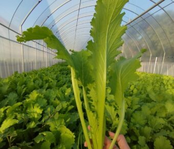 Cải mèo hữu cơ