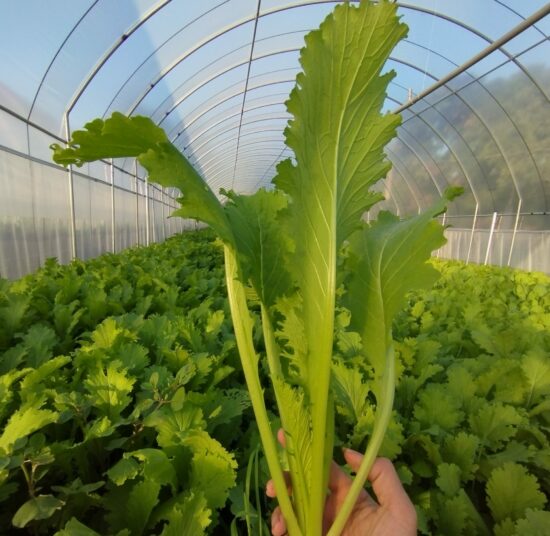 Cải mèo hữu cơ