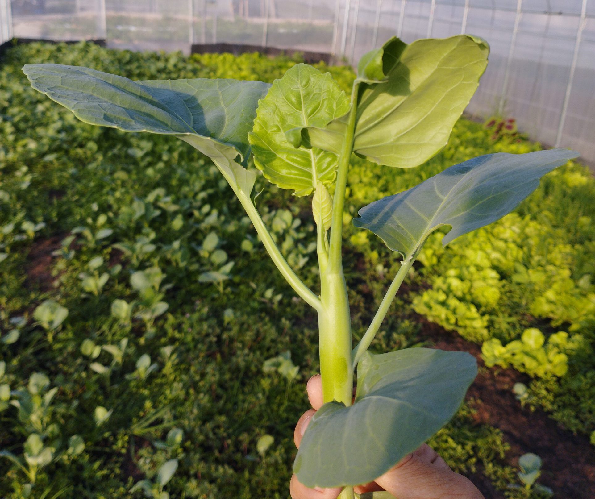 Cải rổ hữu cơ Mecrop