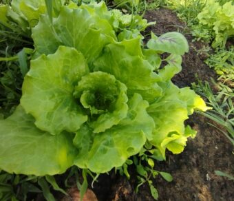 Xà lách Italy hữu cơ