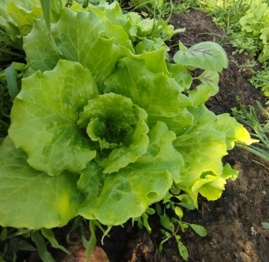 Xà lách Italy hữu cơ