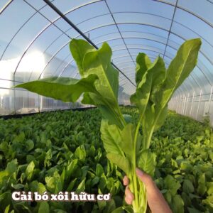 Cải bó xôi hữu cơ