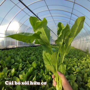 Cải bó xôi hữu cơ