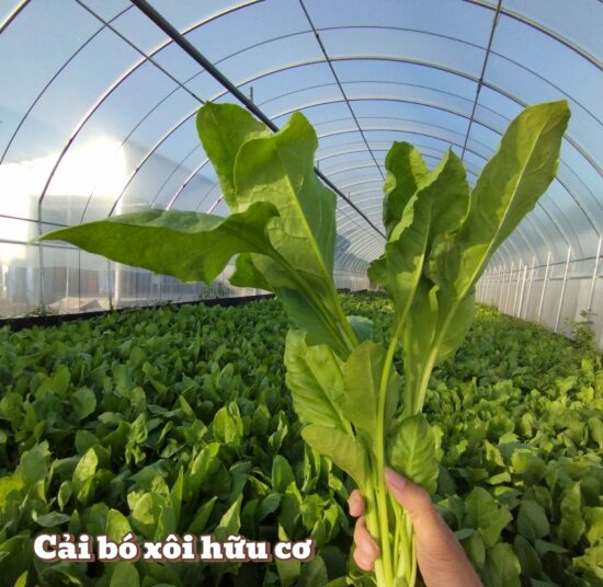 Cải bó xôi hữu cơ