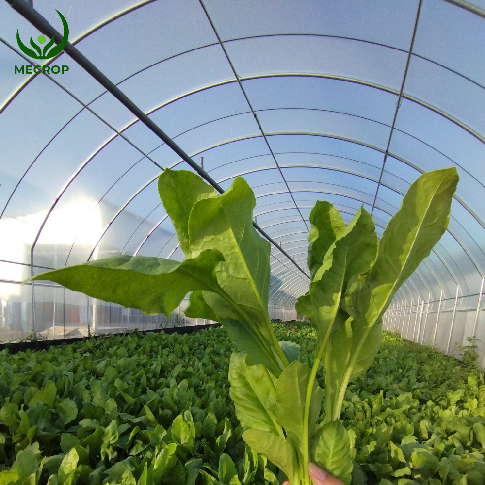 caiboxoi_farm1 Caiboxoi farm1