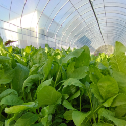 Caiboxoi farm2 Caiboxoi farm2