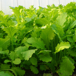 Caimeo farm1