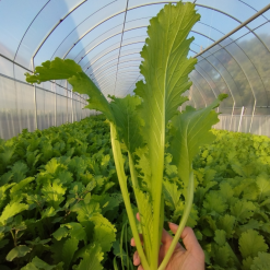 Caimeo farm2