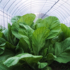 Caimo farm1