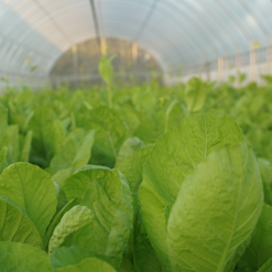 Caimo farm2