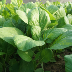 Caingong farm2