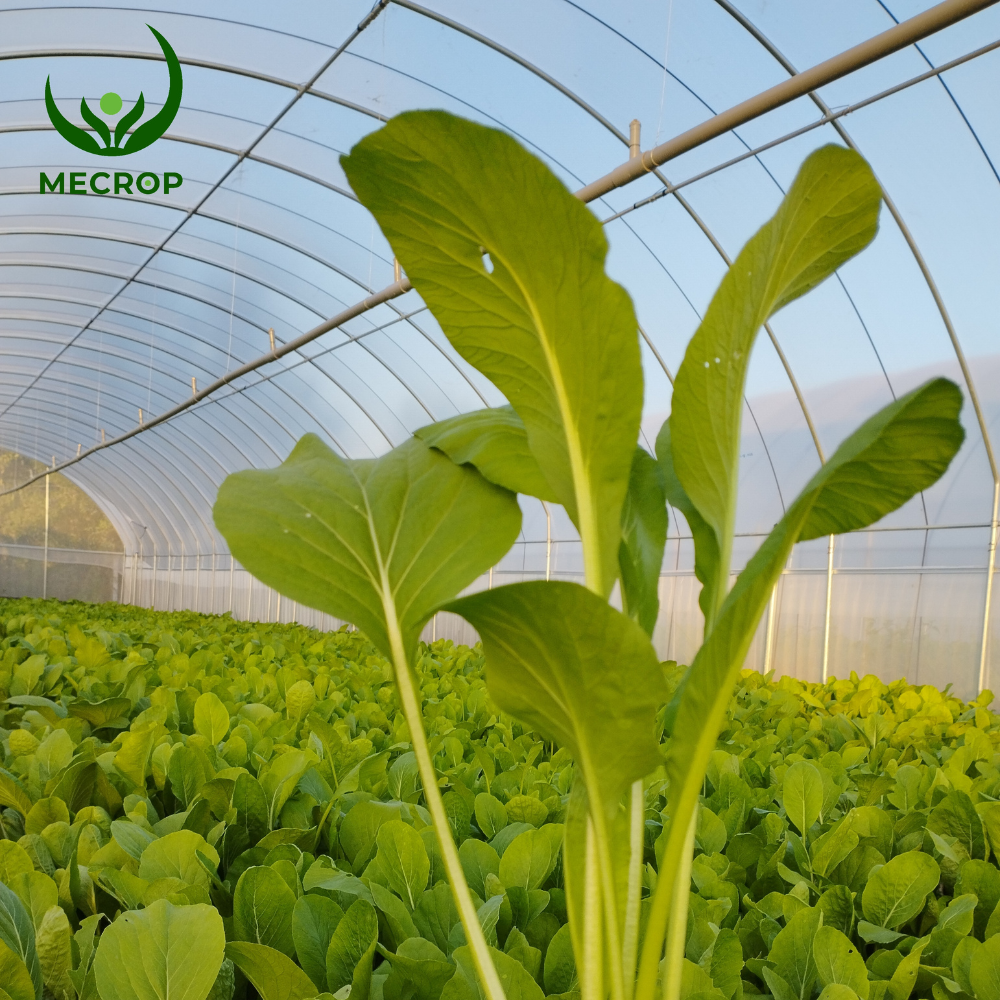 caingot_farm1 Caingot farm1