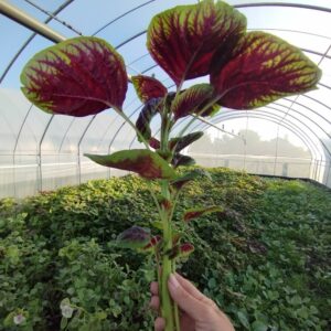 Rau dền khoang hữu cơ